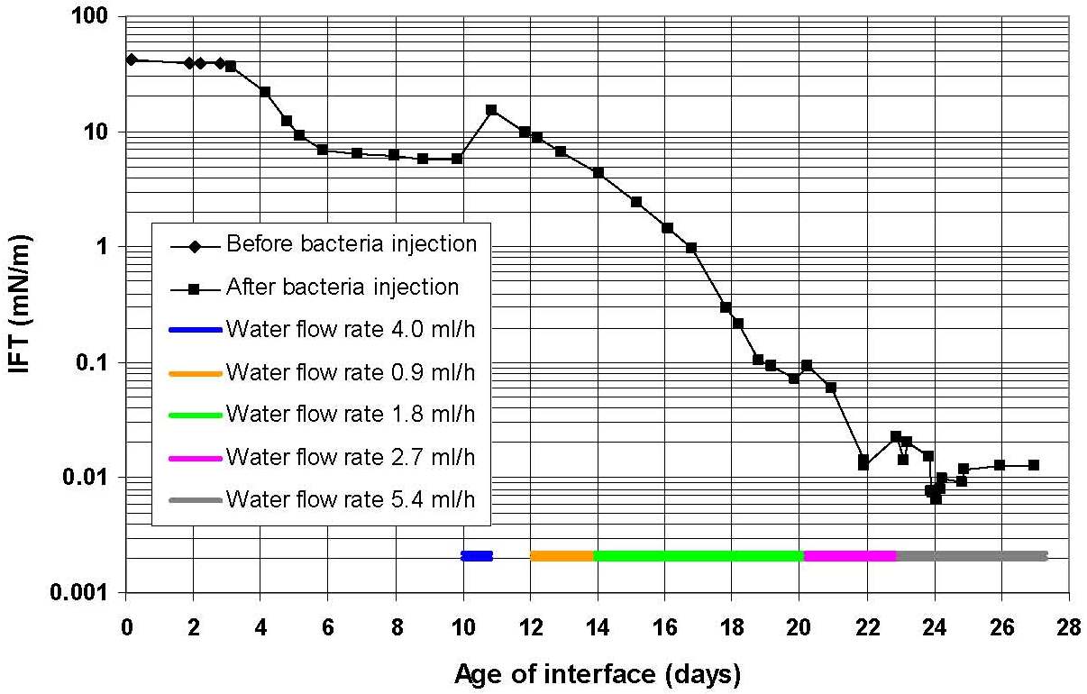 Light scattering measurements of IFT between dodecane and nutrient water at 20.0°C before (·) and after ( ­) injection of bacteria versus age of interface. Data points are connected by straight lines. Uncertainty of individual points is typically smaller than the plotted points. Water flow rate regimes are indicated by coloured line segments.