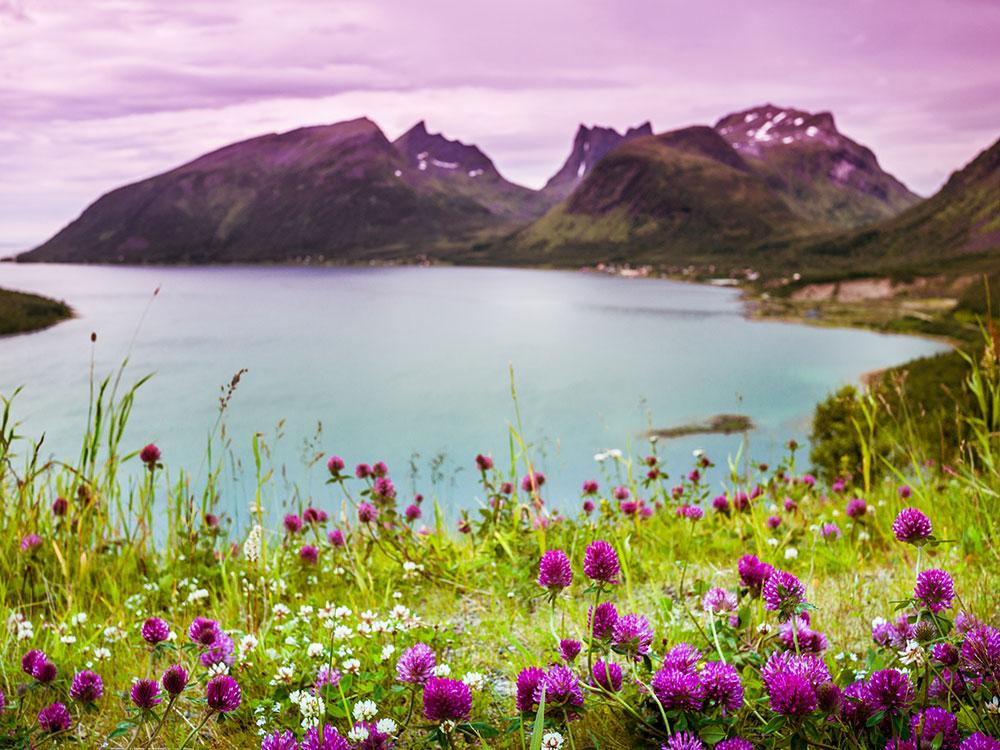 natur, fjell, hav og blomstereng