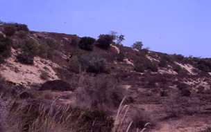 Typical Buthus atlantis habitat in Morocco.