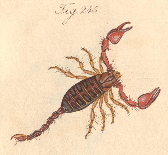 This drawing is labeled Scorpio rufus This species was later included in 