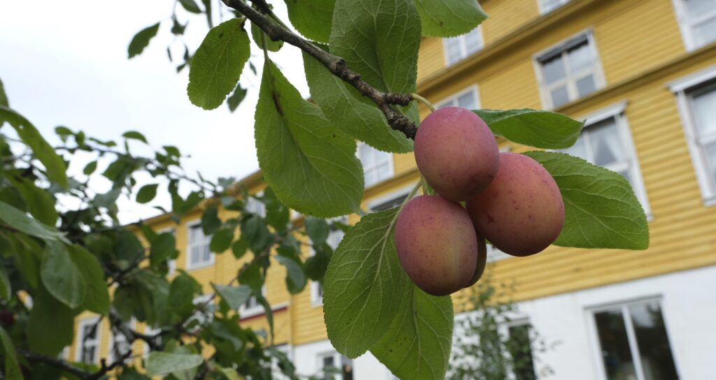 Yes, they do have plums in Hardanger. Even outside Jonatunet, where the 2023 AFINO Autumn School was held. 