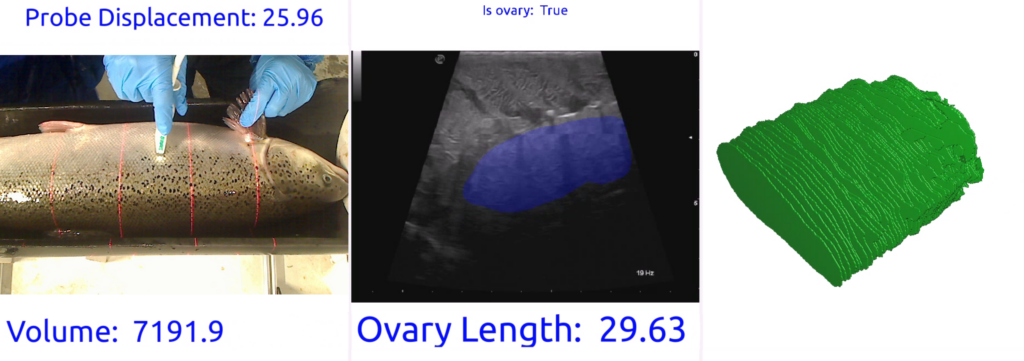 ultrasound scans of a fish ovary