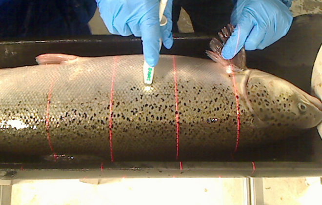 Scanning a salmon using ultrasound