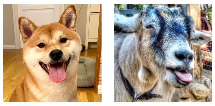 Two pictures side by side of a dog and a goat - both with their tongues sticking out.