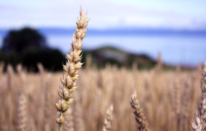 Nærbilde av kornaks på en åker. Foto.