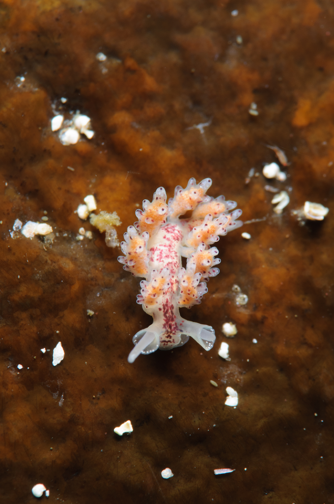 Doto coronata har i utgangspuntktet sparsomt med pigmentering på tentaklene og kroppen. Foto: Bjørnar Nygård.