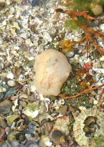 En lys Doris pseudoargus som gjemmer seg på bunn av skjellsand i en fjærepytt. Foto: Torkild Bakken.