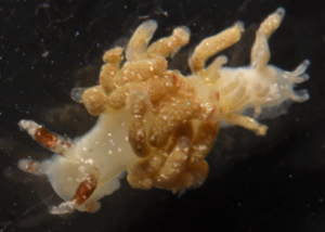 Cuthona amoena ble funnet på nakensneglsafarien i Gulen. Et av svært få funn som er gjort i Norge. Her under studier i laboratoriet. Foto: Alexander Martynov. 