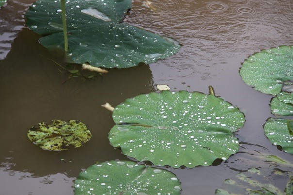 lotus leaves in water. Photo