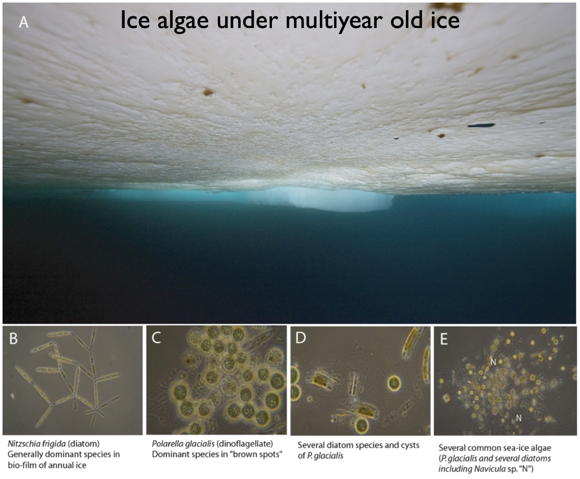 Ice algae under the ice and four microscope pictures of sea-ice species. Photo