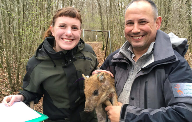 Two researchers holding a juvenile wild boar. Photo