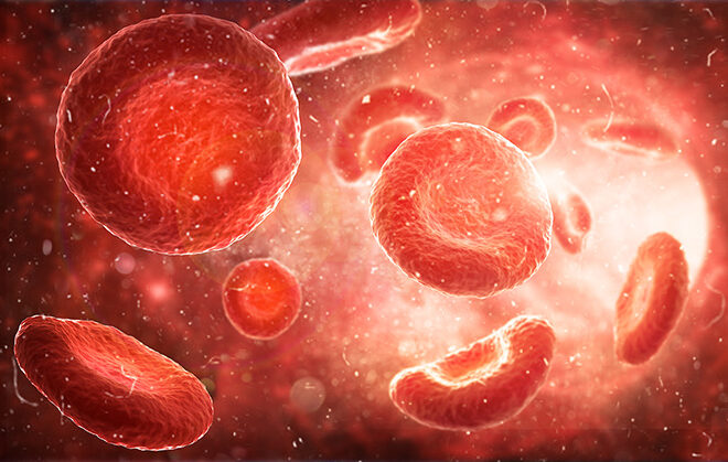 Røde blodceller. Illustrasjon