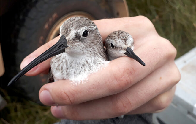 Researcher holding two shorebirds in her hand. Photo