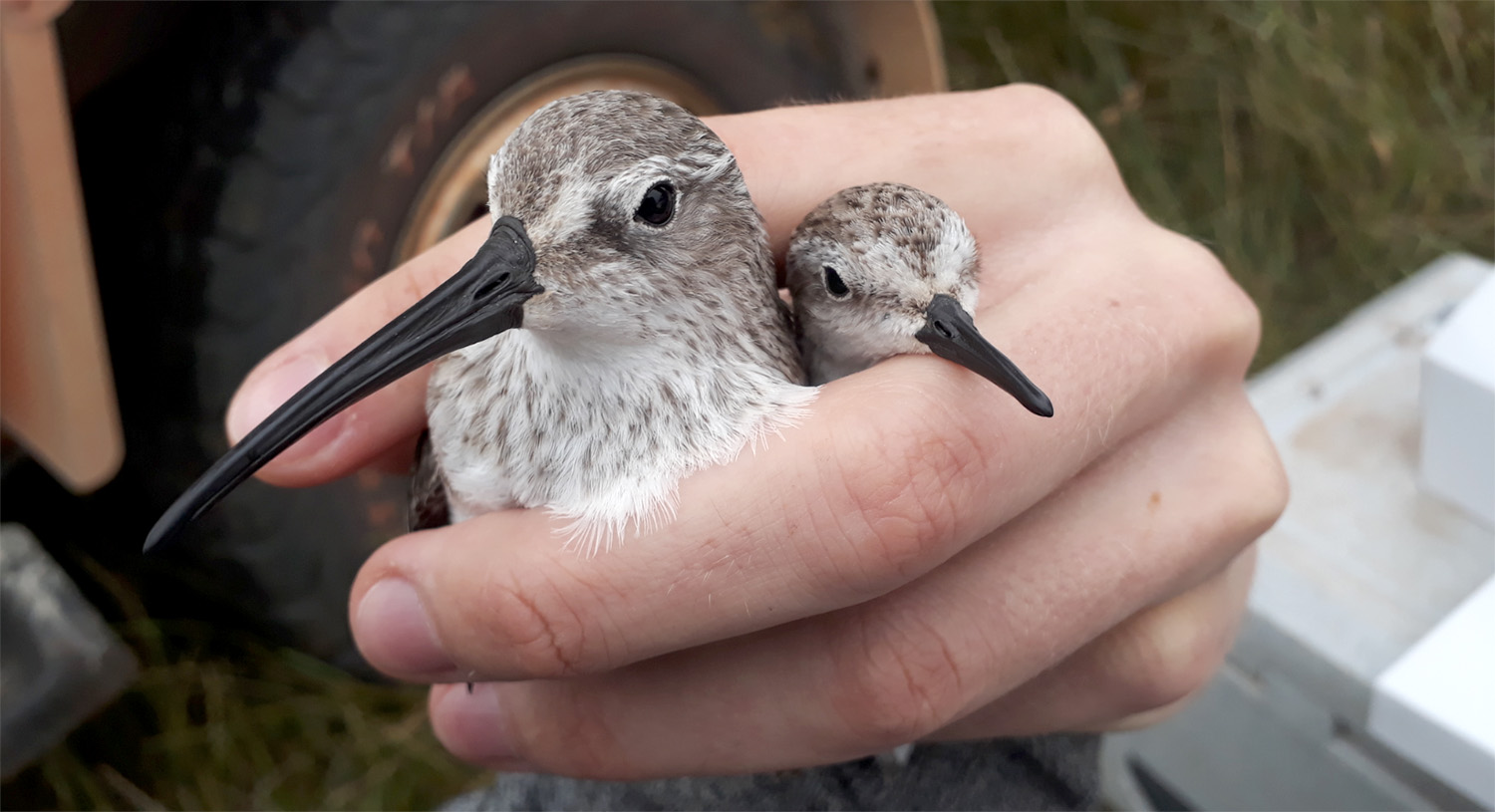 Researcher holding two shorebirds in her hand. Photo