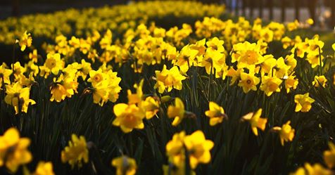 Photo of daffodils in bloom