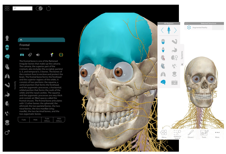 Biblioteket tilbyr flere eletroniske ressurser innen anatomi og fysiologi med 3D animasjoner.