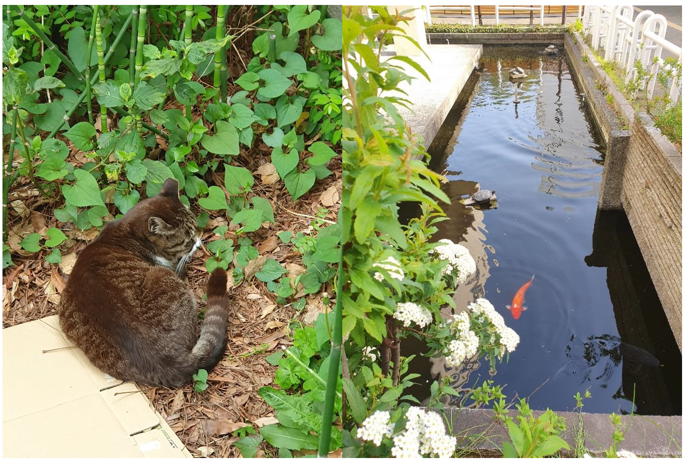 Todelt bilde, det ene viser en katt i grønne omgivelser, det andre viser fisk i en dam