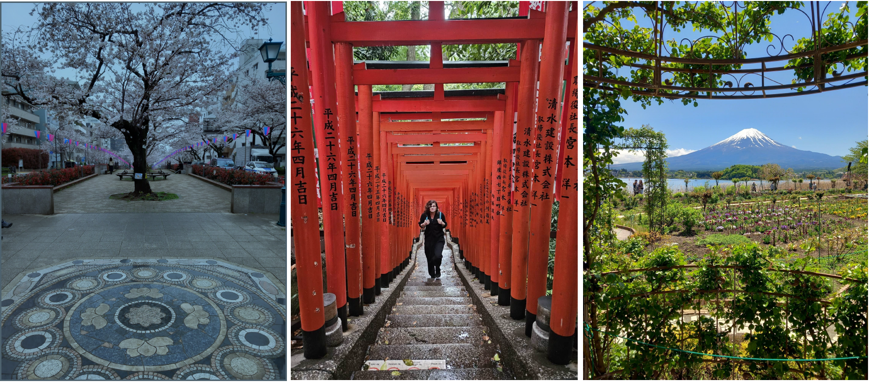 Tredelt bilde hvor første del viser kirsebærtre i blomstring, andre del viser en person på vei opp en trapp i et tempel, tredje del viser Mount Fuji