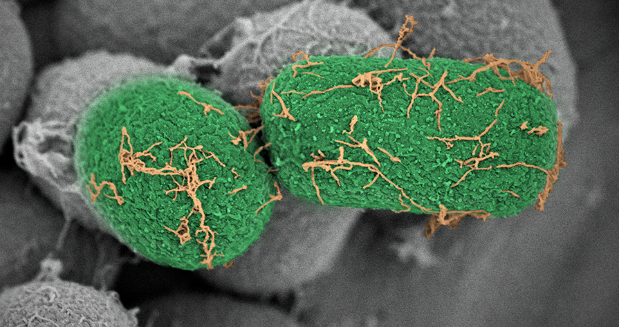 Mikrobiell bioteknologi, to grønne mikrober. Foto