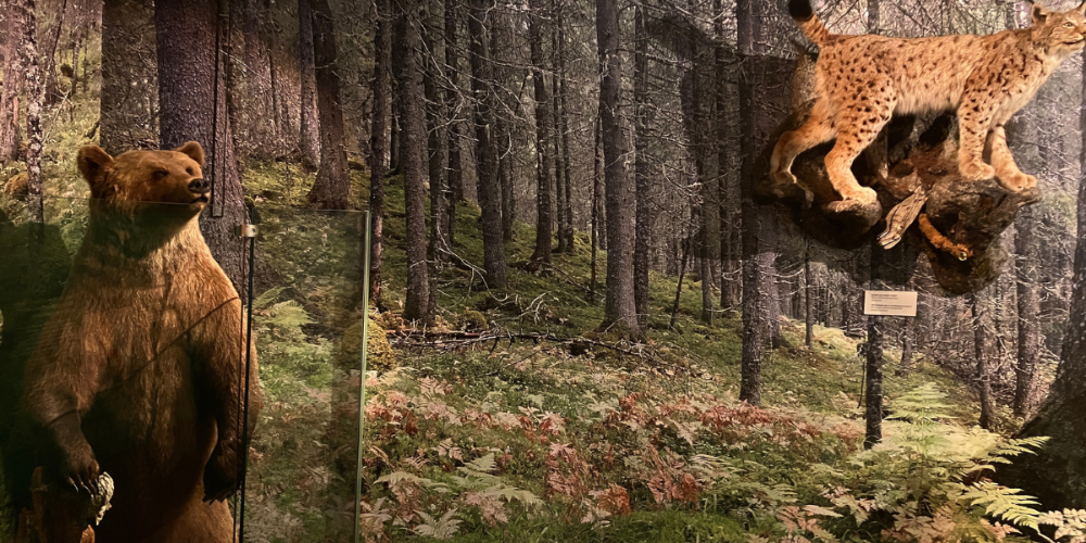 Bilde av utstoppet bjørn og gaupe i den trønderske skogen