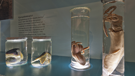 The deep sea Giant squid beak Photo: NTNU University Museum