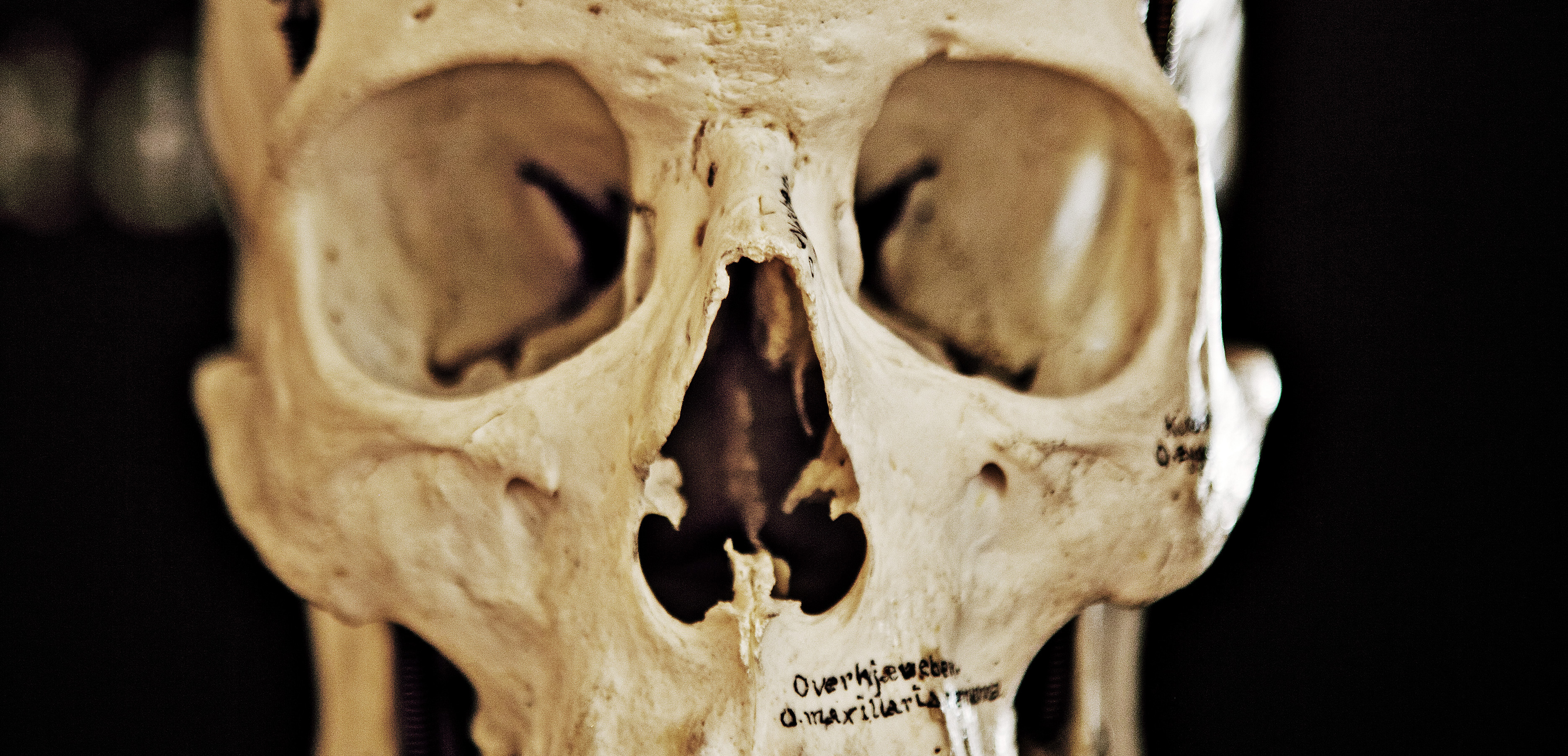 Human skull. Photo: Åge Hojem