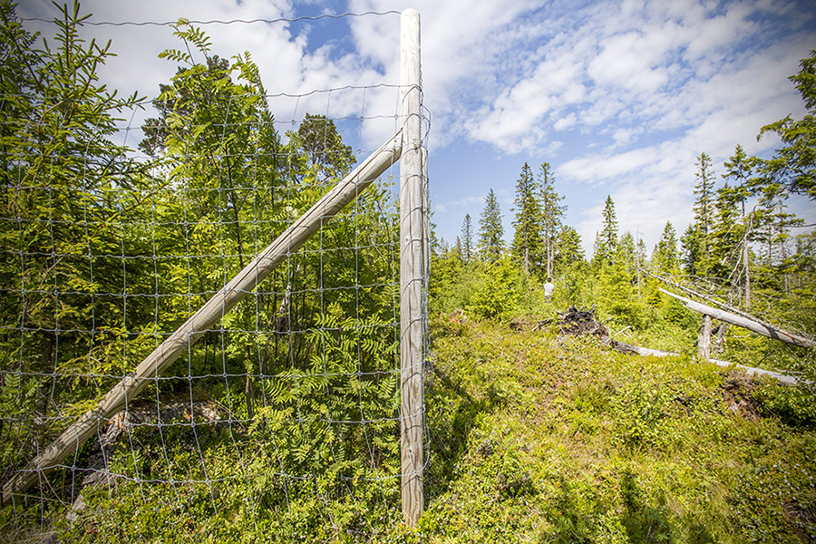 Fenced area in forest. Photo: Audun Hageskal