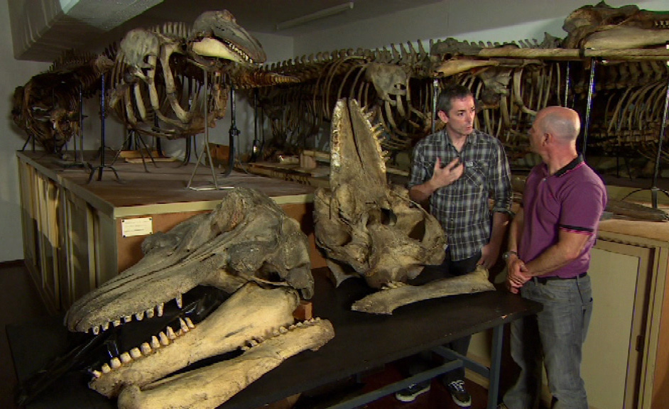 Associate professor Andrew Foote taking to another person in room with whale skeletons.