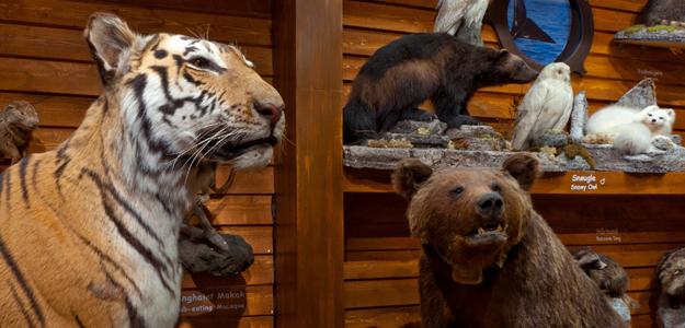 Bilde av utstoppet tiger og bjørn