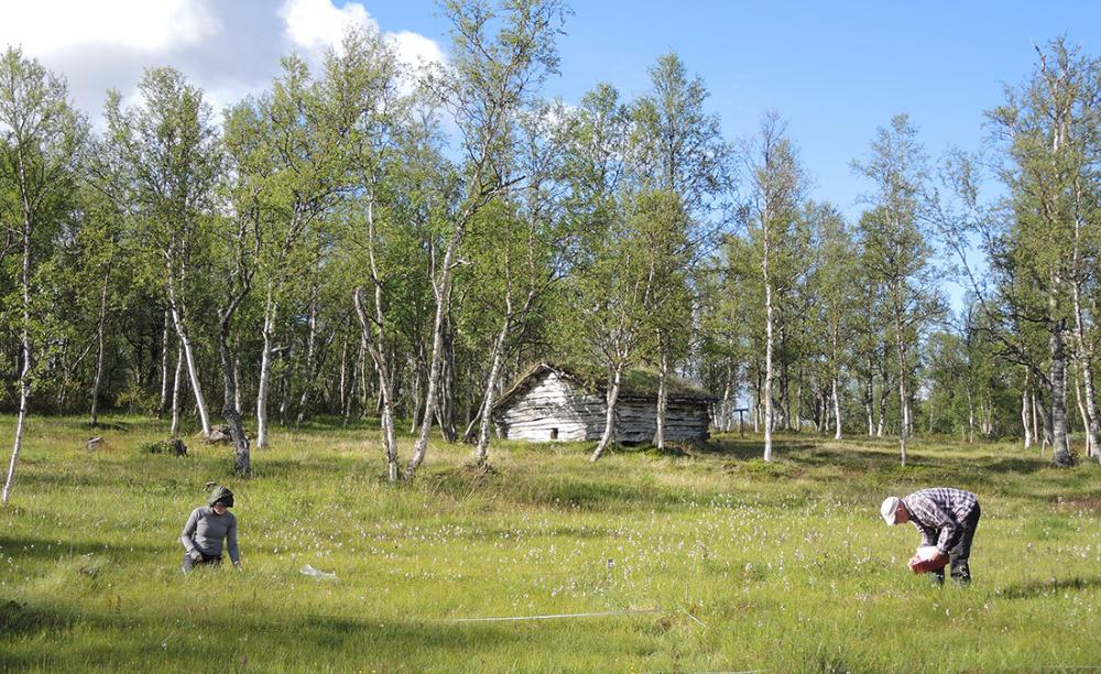 To personer gjør feltarbeid på myr i bjørkeskog på Sørlandet.