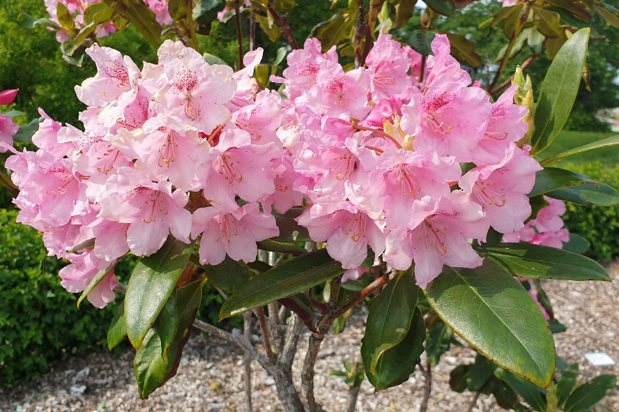Rhododendron med store rosa blomster.