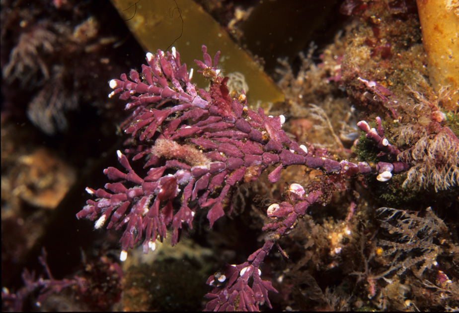 Krasing Corallina officinalis. Foto: Torkild Bakken, NTNU Vitenskapsmuseet.