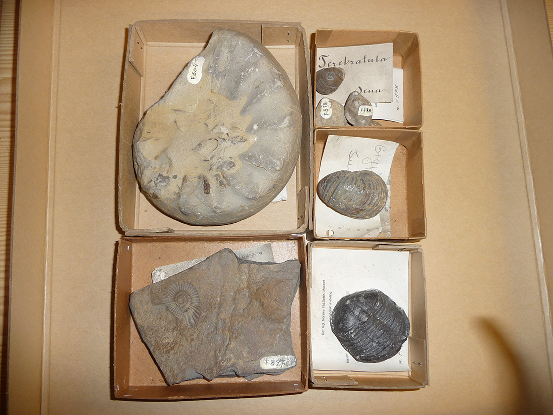 Zoologiske fossiler. Foto Karstein Hårsaker, NTNU Vitenskapsmuseet.