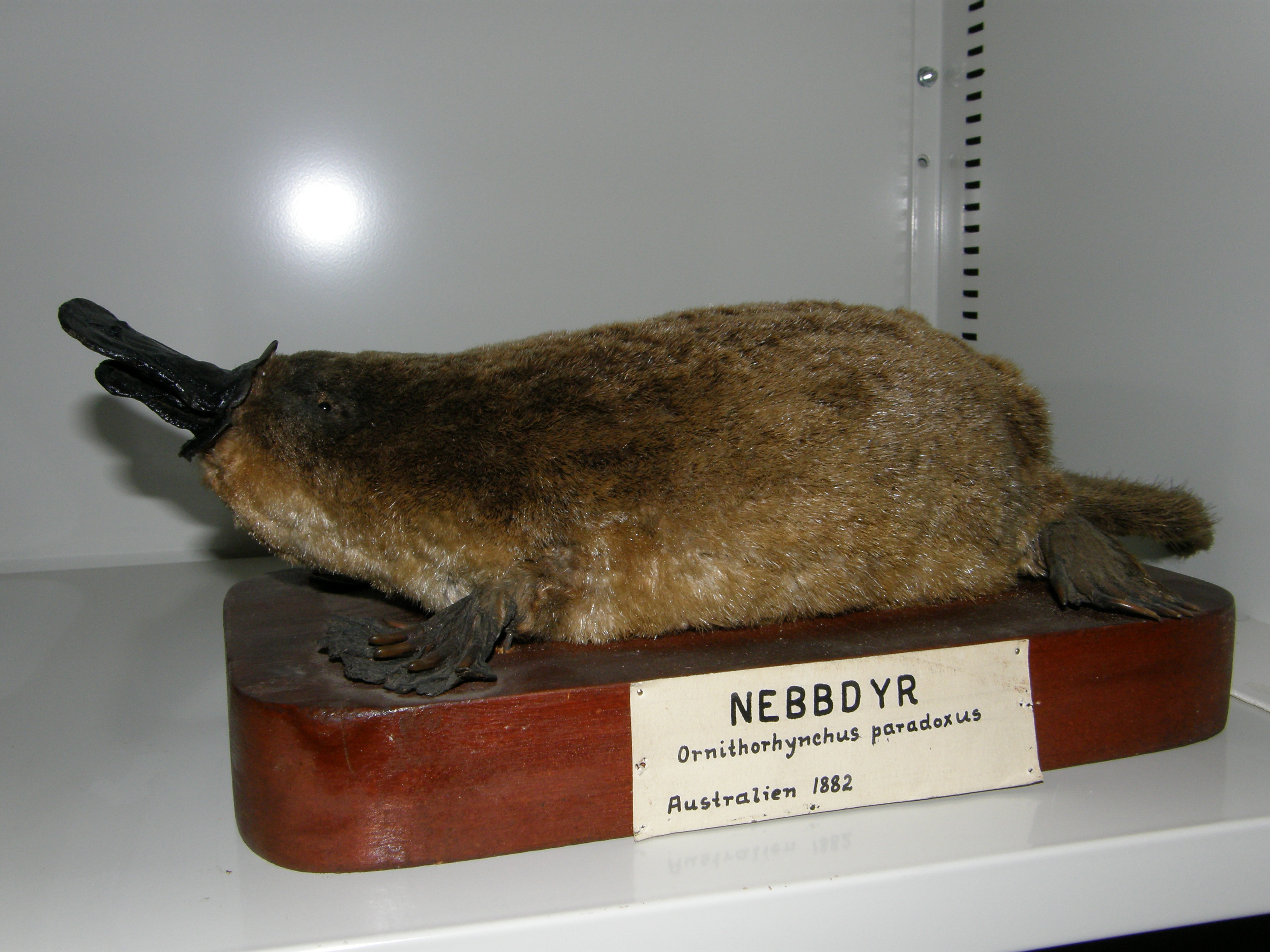 Nebbdyr. Foto: NTNU Vitenskapsmuseet