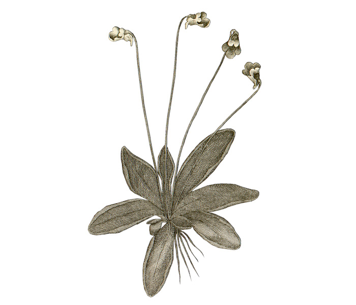 flora norvegica - brunrot tab 4 del 2
