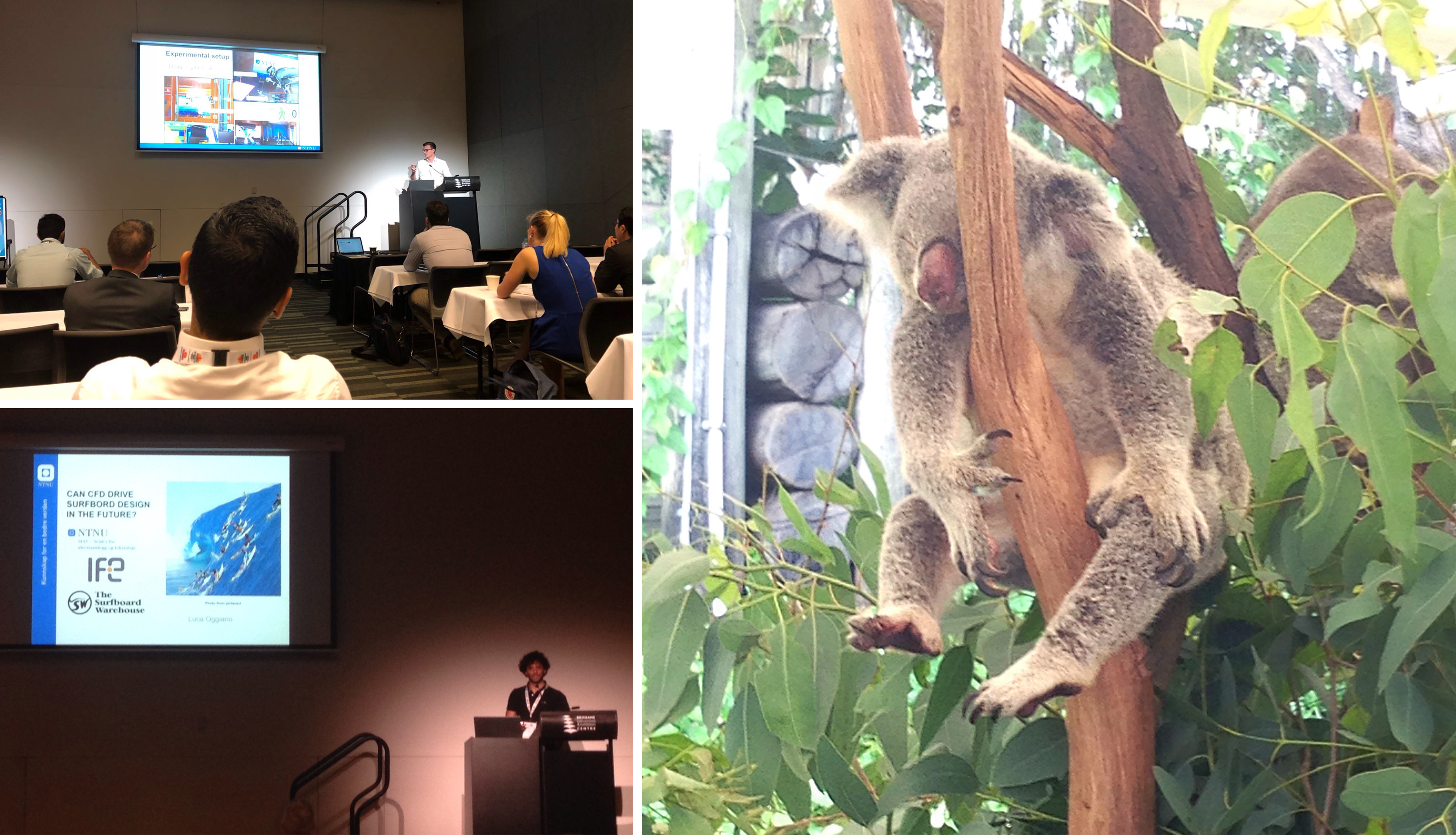 Fra forelesningssal og bilde av Koala. Foto.