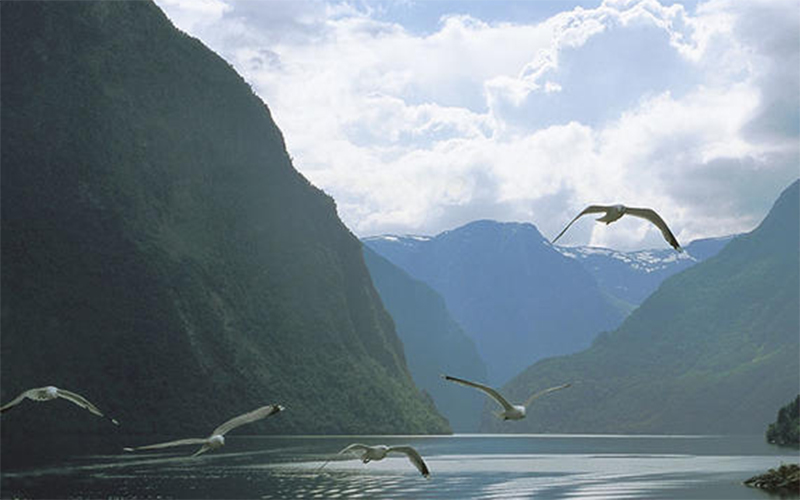 Måser flyr over vannet i en fjord