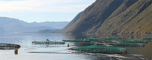 Fiskeoppdrett i sjøen som viser akvakultur. Foto. 