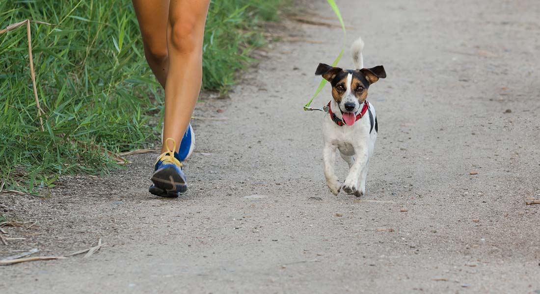 En hund i bånd som løper ved siden av et par ben med joggesko
