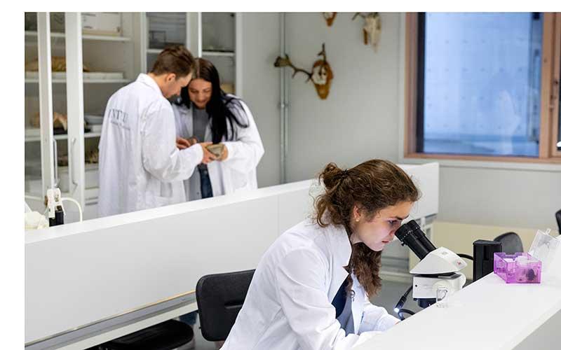 Student ser i mikroskop på biologi labben mens to andre studenter ser på artsprøver. Bilde