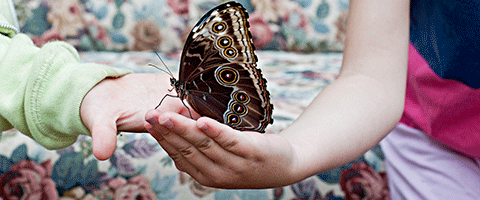 Children's hands holding a butterfly. Photo.