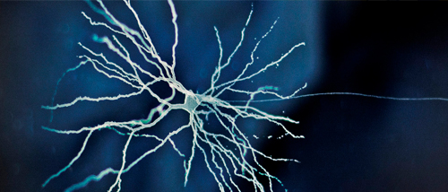 Kavli Institute for Systems Neuroscience. Foto av gridceller i hjernen.