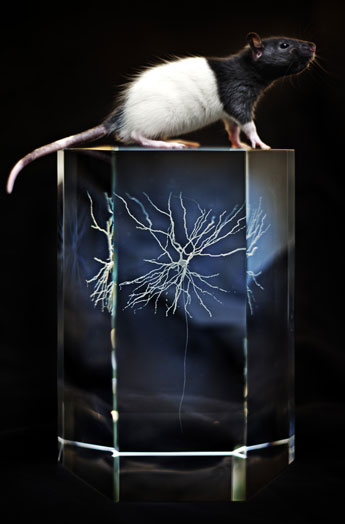 En rotte balanserer på en modell av en hjernecelle