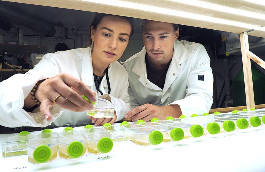 To personer som ser på algeprøver 