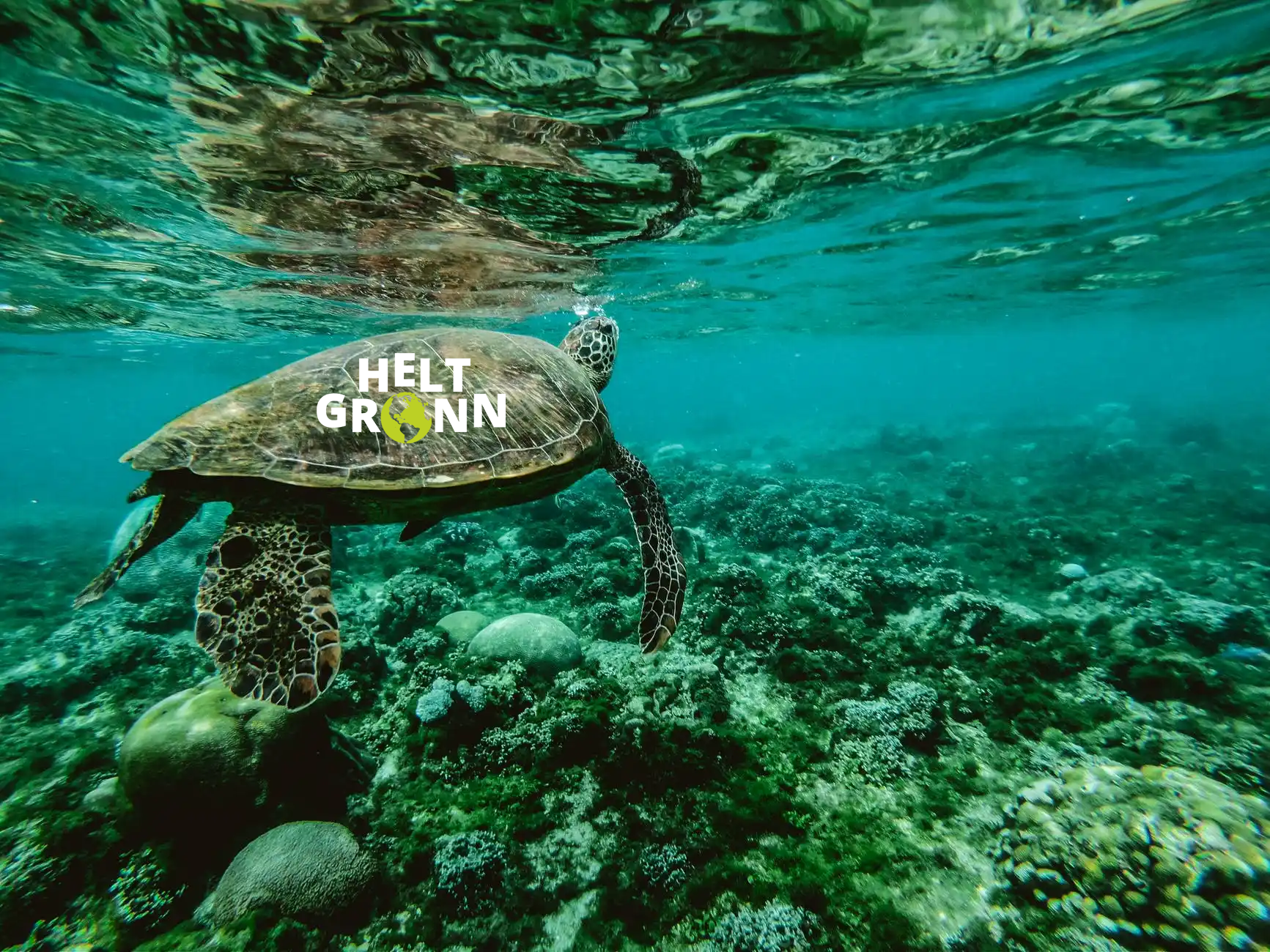 En skilpadde under vann med logoen Helt Grønn