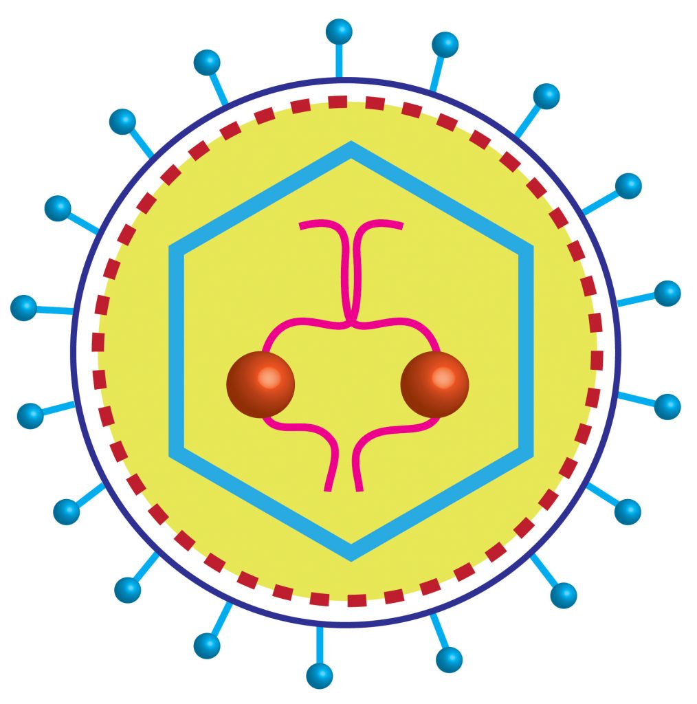 Avian Myeoblastosis Virus (AMV) Moloney Murine Leukemia Virus (MMLV) , HIV  Reverse Transcriptase 