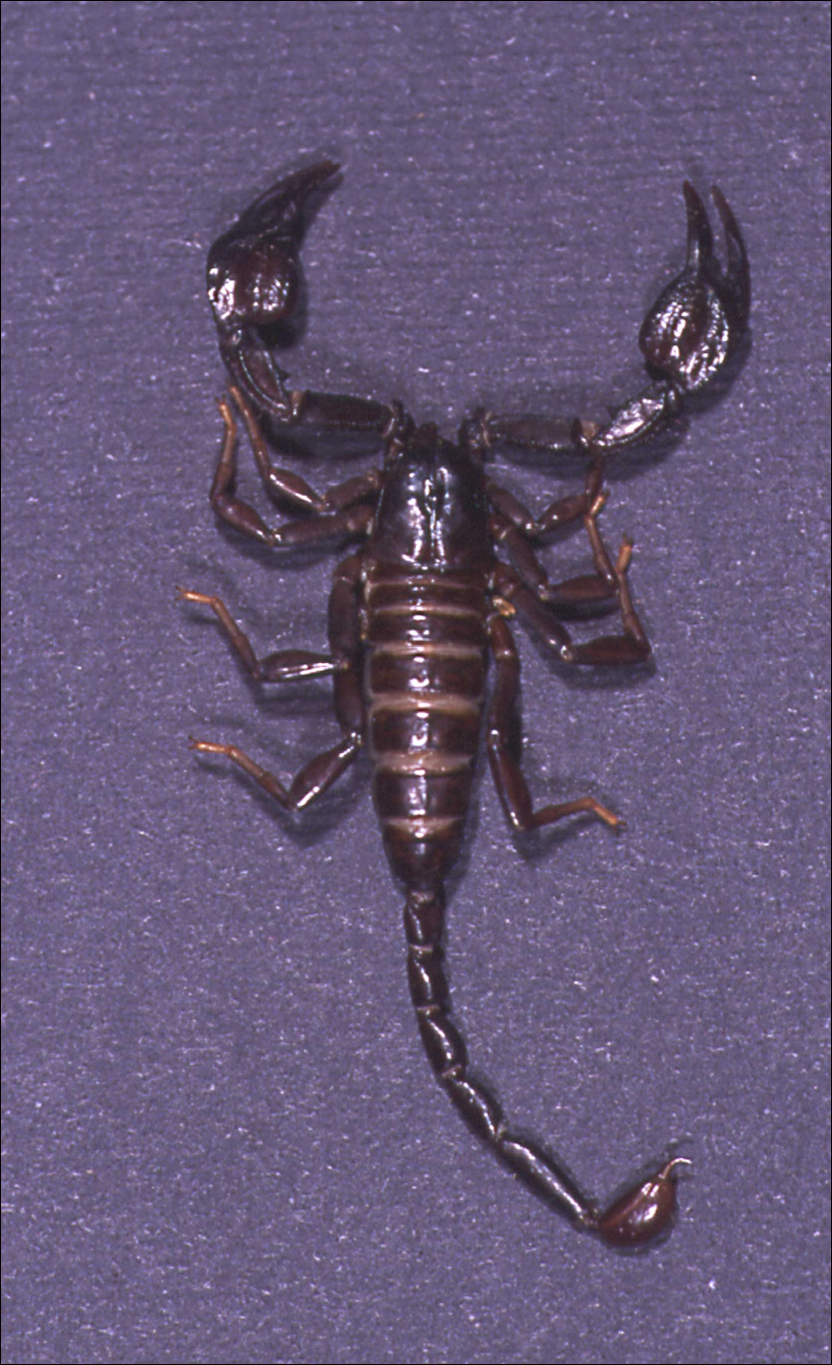 The Scorpion Files - European Scorpions