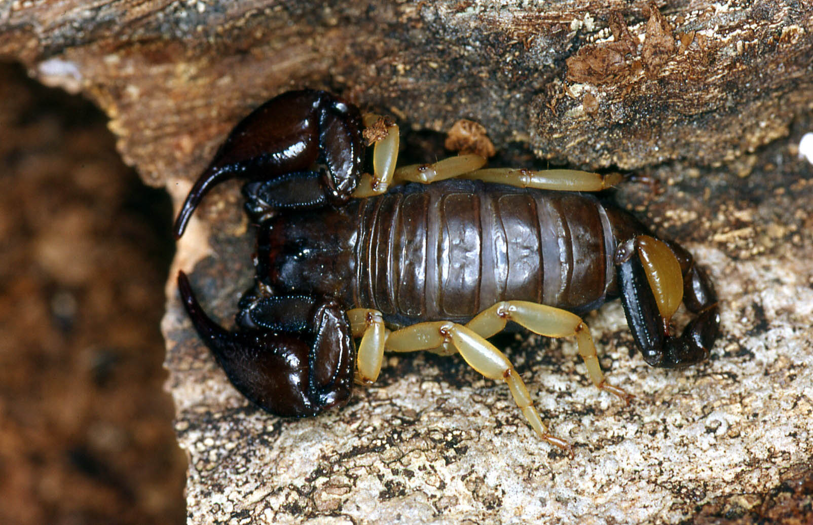 The Scorpion Files - European Scorpions