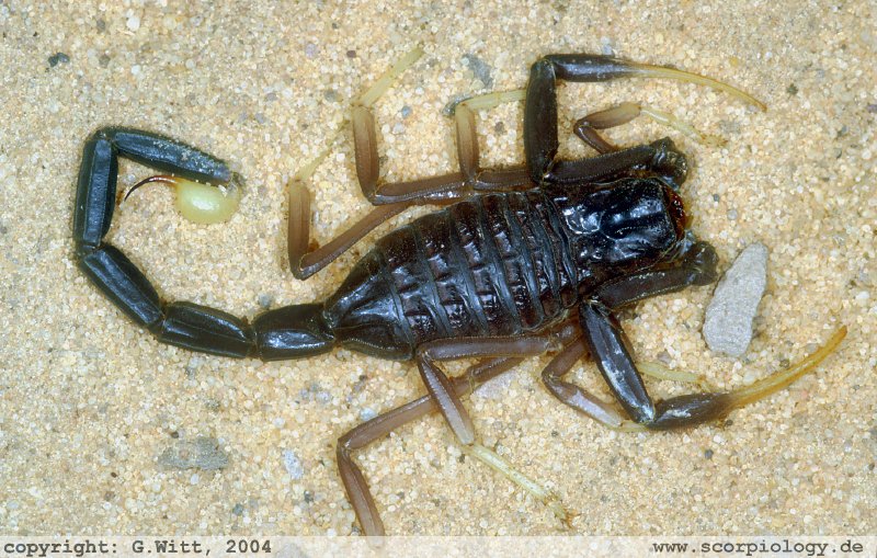 Leiurus jordanensis (Lourenço, Modry & Amr, 2002), Jordanien