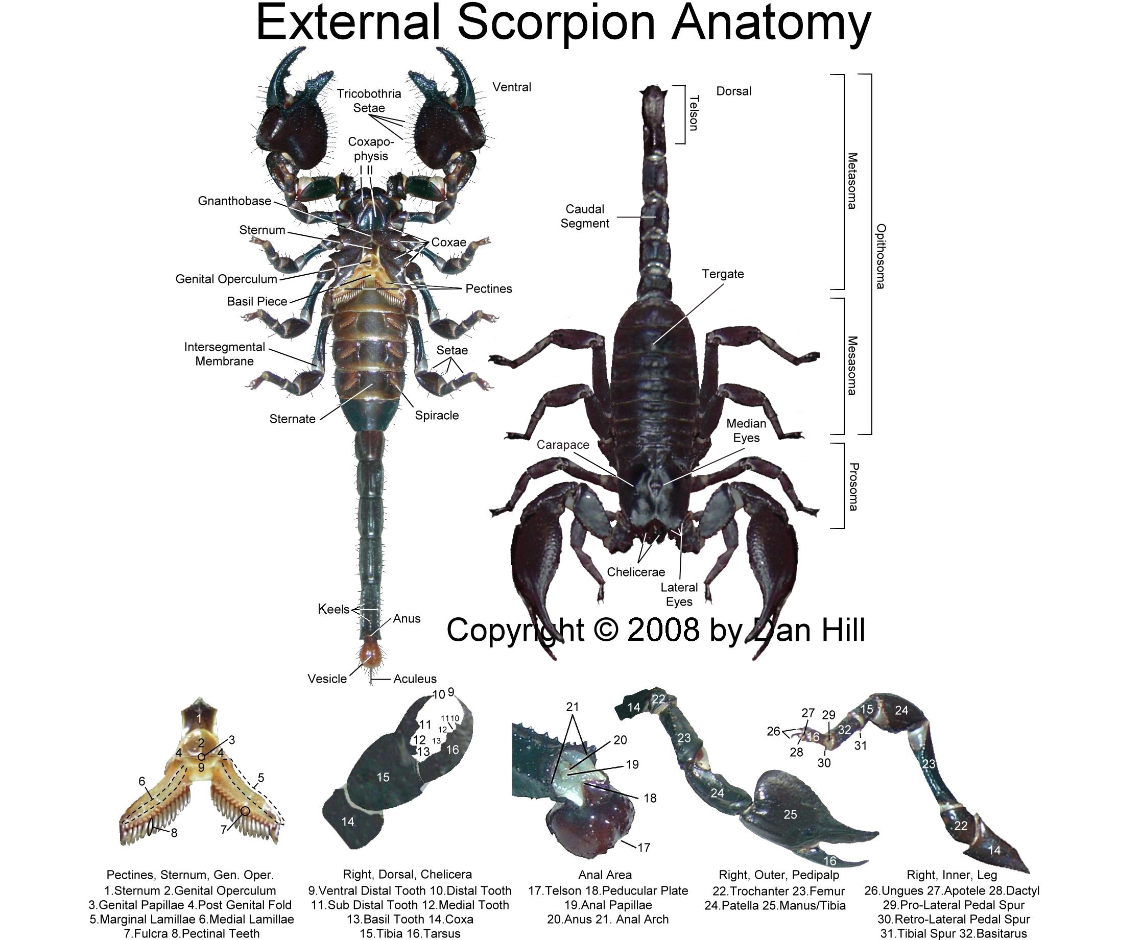 Scorpion Size Chart